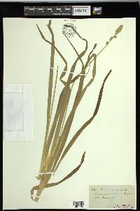 Carex sparganioides image