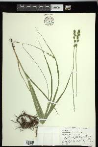 Carex sparganioides image