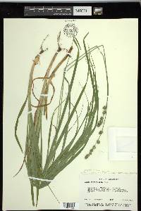 Carex sparganioides image