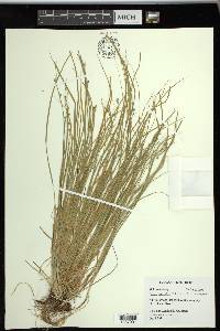 Carex socialis image