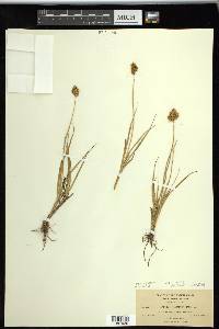 Carex straminiformis image