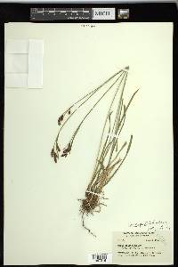 Carex spectabilis image