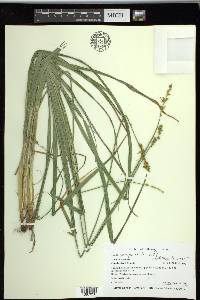 Carex sparganioides image