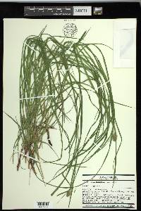 Carex squarrosa image