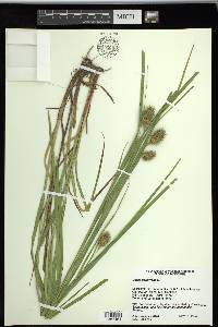 Carex squarrosa image