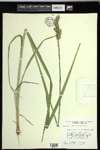 Carex stipata var. maxima image