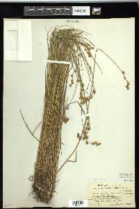 Carex straminea image