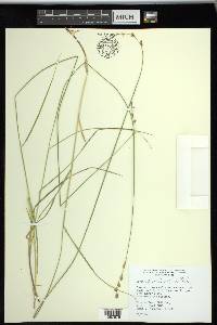 Carex straminea image