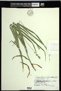 Carex sparganioides image