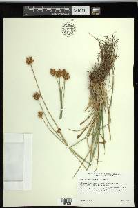 Carex straminiformis image