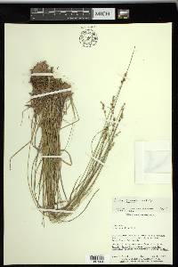 Carex sterilis image