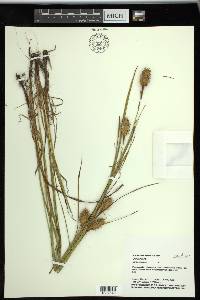 Carex squarrosa image