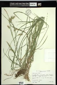 Carex sprengelii image