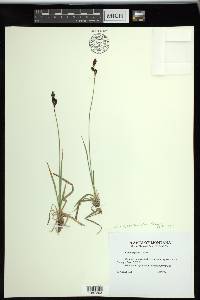 Carex spectabilis image