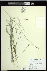 Carex sterilis image