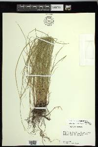 Carex socialis image