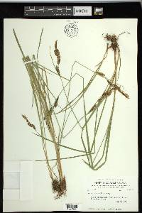 Carex spectabilis image