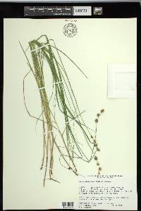 Carex straminea image