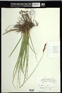 Carex spectabilis image