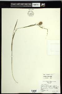 Carex squarrosa image