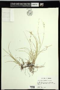 Carex socialis image