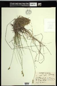 Carex sterilis image