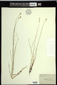 Carex sterilis image