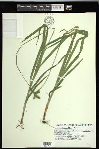 Carex sparganioides image