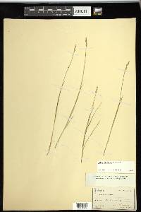 Carex sterilis image