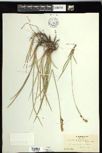 Carex spectabilis image