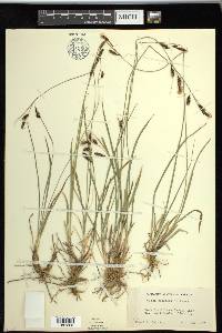 Carex spectabilis image