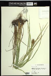 Carex squarrosa image