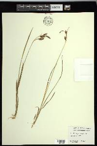 Carex spectabilis image