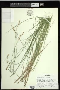 Carex straminea image