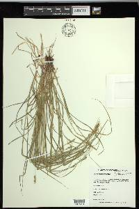 Carex spicata image