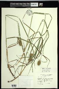 Carex squarrosa image