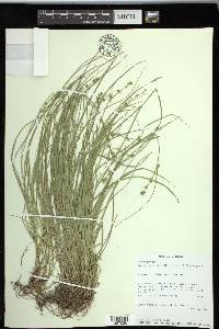 Carex socialis image