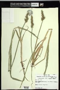 Carex stipata var. maxima image