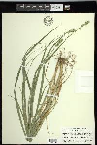 Carex sparganioides image