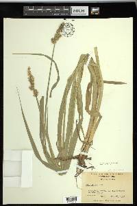 Carex stipata var. maxima image