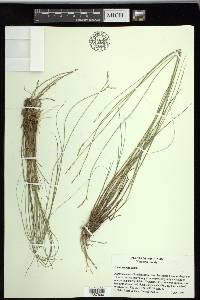 Carex sterilis image