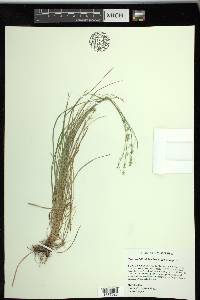 Carex socialis image