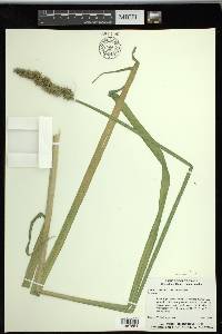 Carex stipata var. maxima image