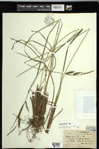 Carex striata image