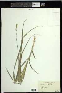 Carex sparganioides image