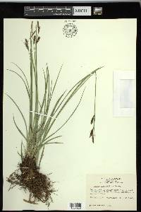 Carex spectabilis image