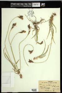 Carex spectabilis image