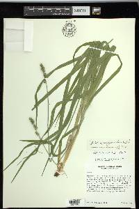 Carex sparganioides image