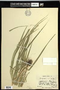 Carex sparganioides image