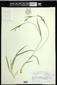 Carex striatula image